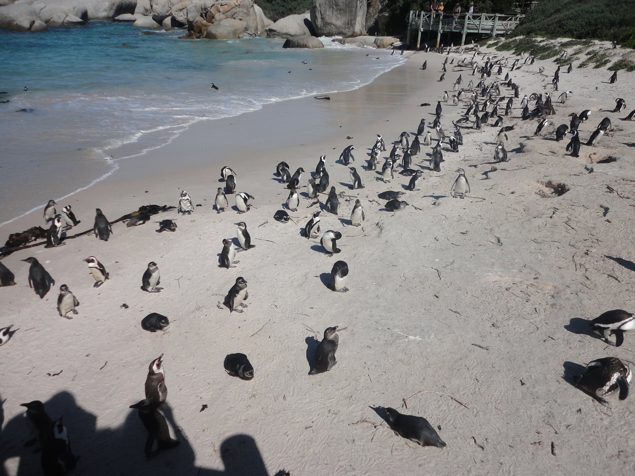 o que fazer na cidade do cabo pinguins na beira da praia