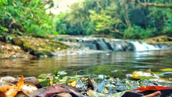 folhas na margem da cachoeira das sete quedas