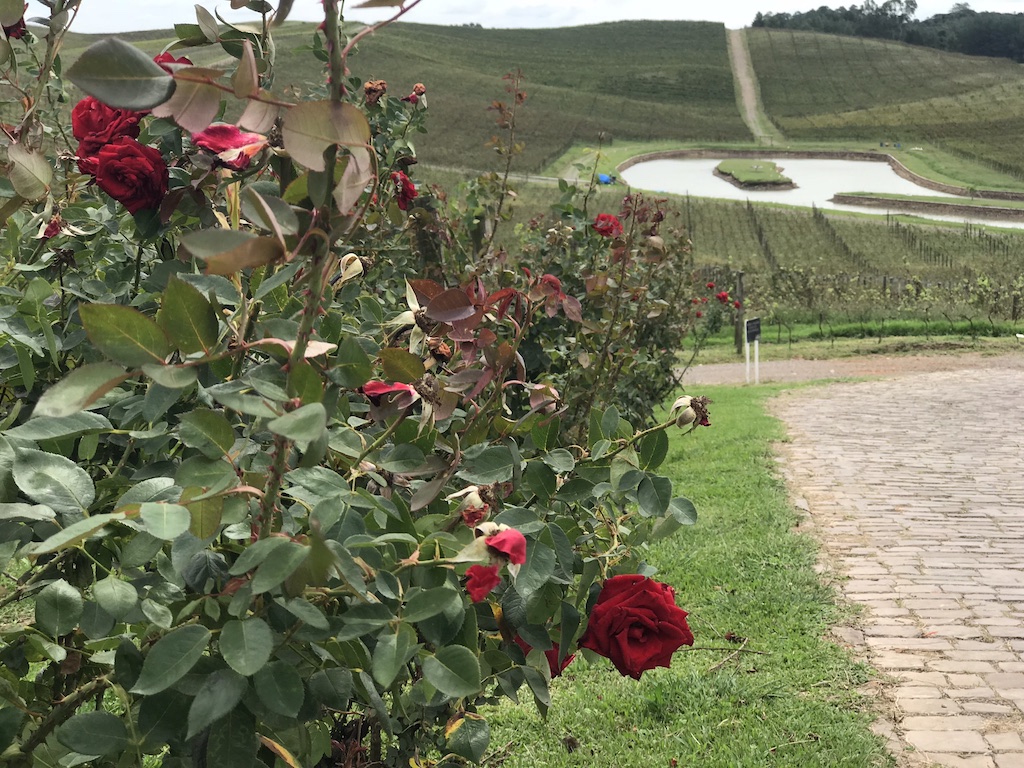 vinícola luiz argenta roseira com rosas vermelhas