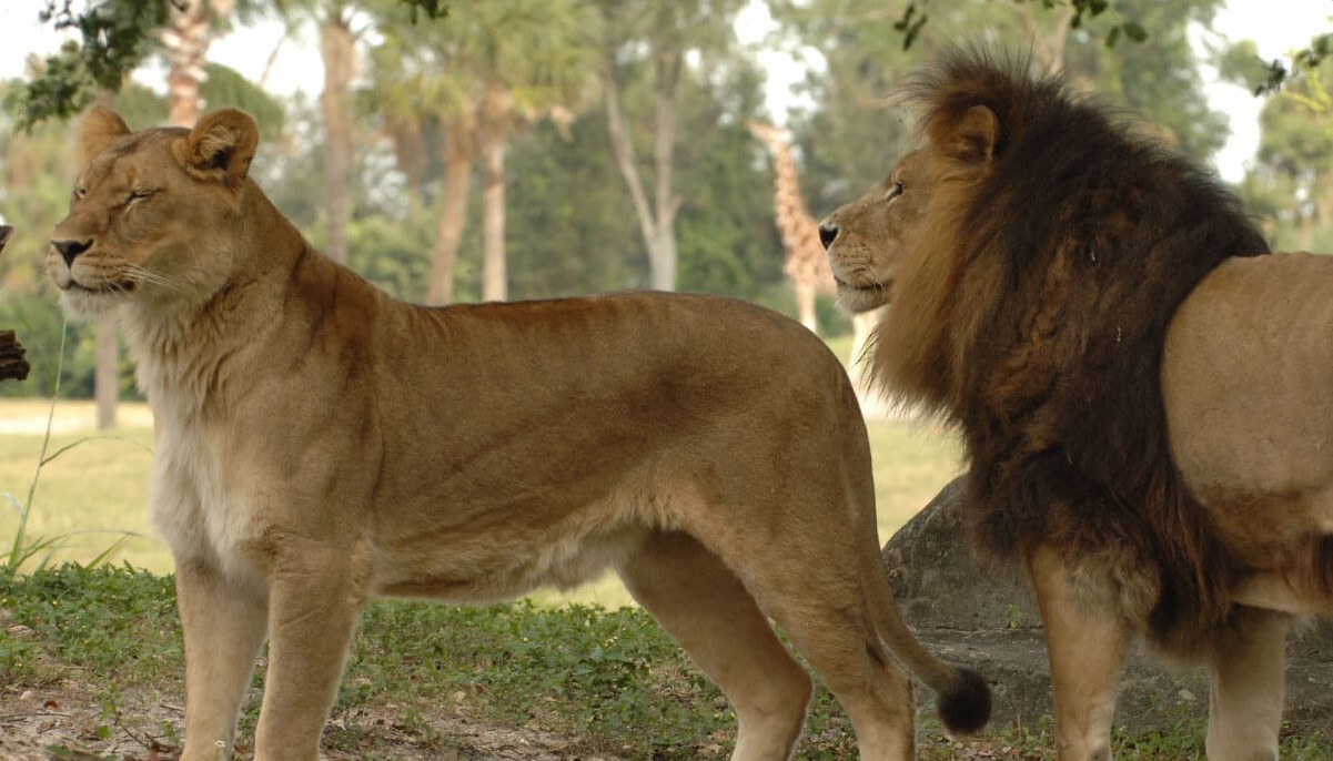 2017_BuschGardensTampaBay_Animals_Lions_1900x700 - TravelTerapia