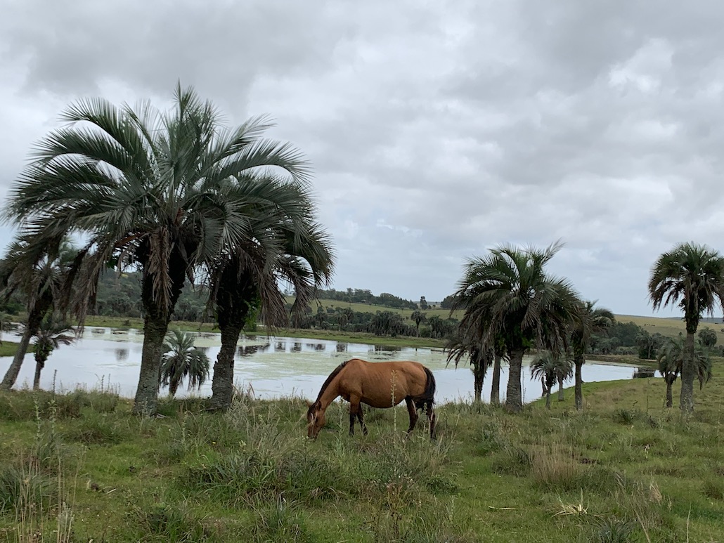 cavalo em frente a lago na fazenda