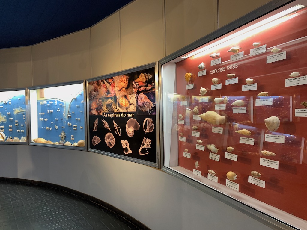 painéis com conchas marinhas em museu