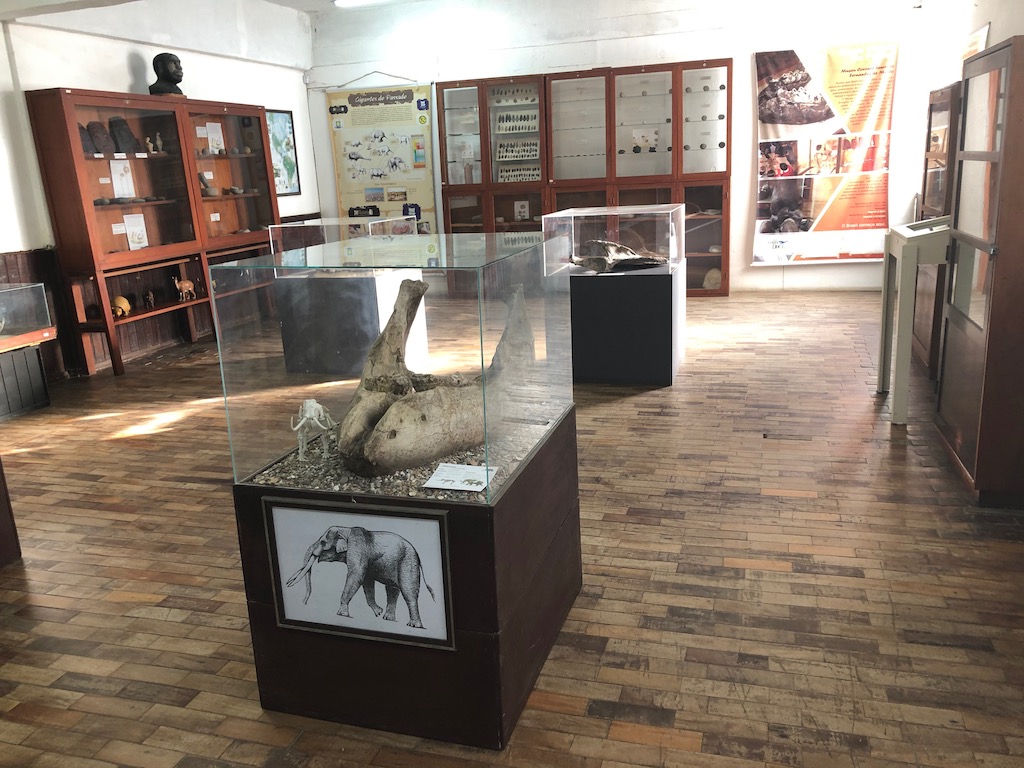 museu com fósseis